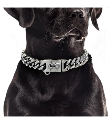 Amazon.com : BAOBOTE Gold Chain Dog Collar with Secure Snap Buckle